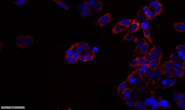 a06354 dgka primary antibodies if testing 1
