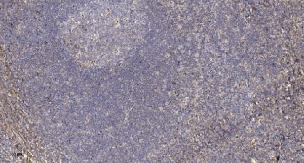 a06354 dgka primary antibodies ihc testing 5