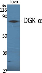 a06354 dgka primary antibodies wb testing 2