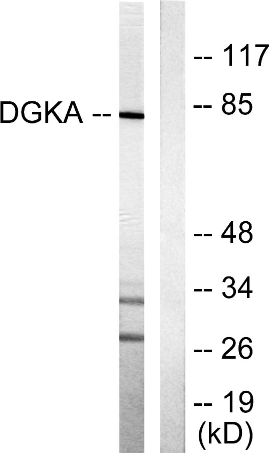 a06354 dgka primary antibodies wb testing 4