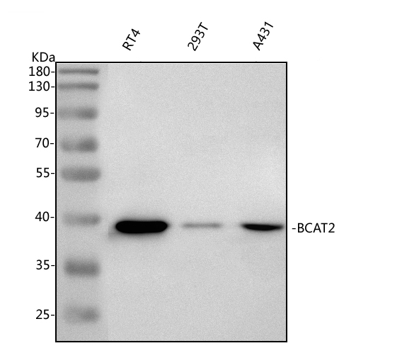  Western blot analysis of BCAT2 using anti-BCAT2 antibody (A06369-1)