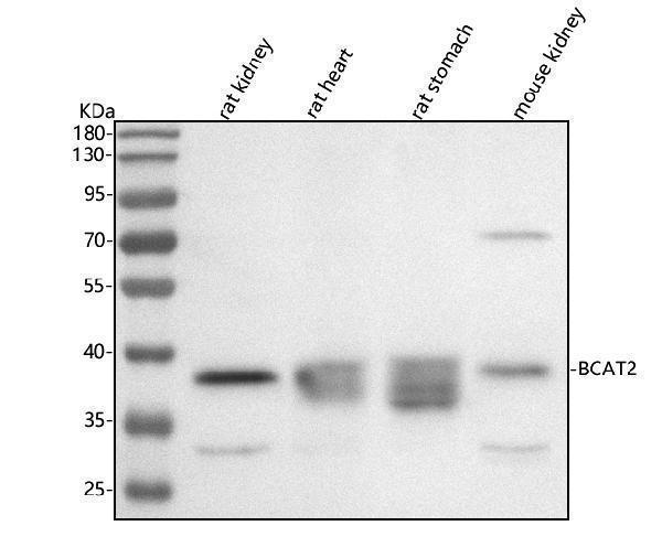  Western blot analysis of BCAT2 using anti-BCAT2 antibody (A06369-1)