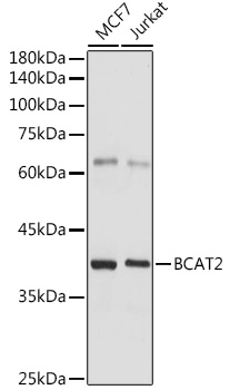 Western blot analysis of extracts of various cell lines, using BCAT2 antibody  at 1:1000 dilution