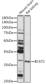 a06369 bcat2 primary antiboties wb testing 2