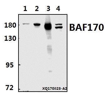 Western blot (WB) analysis of BAF170 (M388) pAb at 1:1000 dilution
Lane1:K562 whole cell lysate(40ug)
Lane2:A549 whole cell lysate(40ug)
Lane3:C6 whole cell lysate(40ug)
Lane4:3T3-L1 whole cell lysate(40ug)