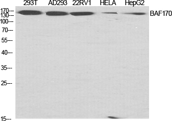 Western Blot analysis of various cells using BAF170 Polyclonal Antibody diluted at 1:2000 cells nucleus extracted by Minute TM Cytoplasmic and Nuclear Fractionation kit 