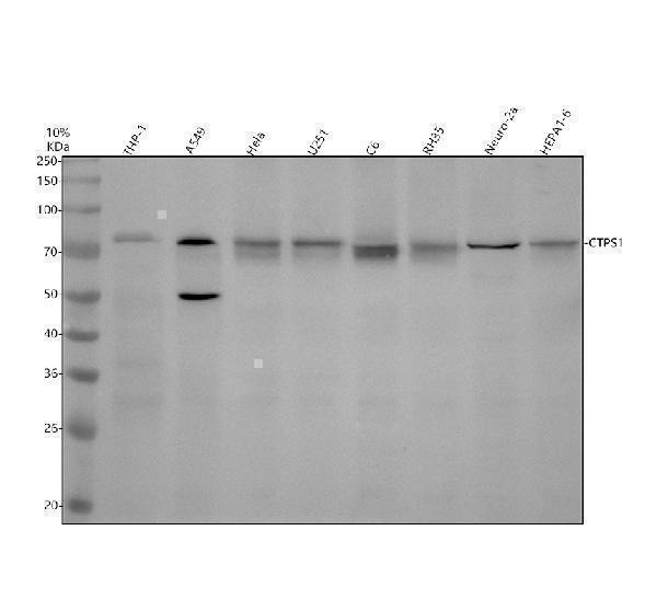 Western blot analysis of CTPS1 using anti-CTPS1 antibody (A06374-2)