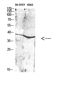 a06376 art1 primary antibodies wb testing 1