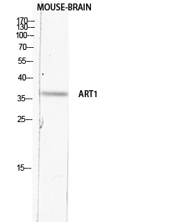 a06376 art1 primary antibodies wb testing 2
