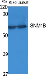 a06378 dclre1b primary antibodyes wb testing 1