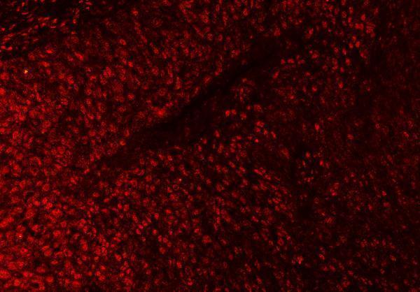 a06381 1 sap18 primary antibodies if testing 3