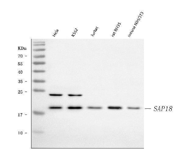 a06381 1 sap18 primary antibodies wb testing 1