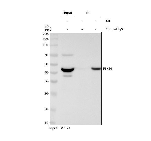 Immunoprecipitating PEX16 in MCF-7 whole cell lysate