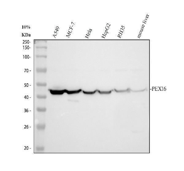 Western blot analysis of PEX16 using anti-PEX16 antibody (A06382-1)