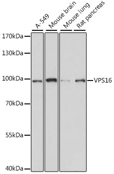 a06384 vps16 primary antiboties wb testing 1