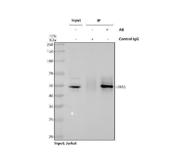 a06385 2 uba5 primary antibodies ip testing 1