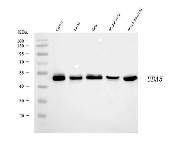  Western blot analysis of UBA5 using anti-UBA5 antibody (A06385-2)
