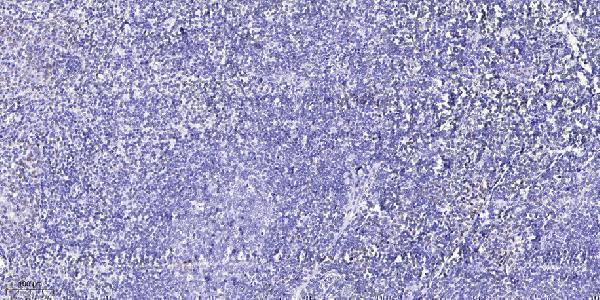 a06385 uba5 primary antibodies ihc testing 1