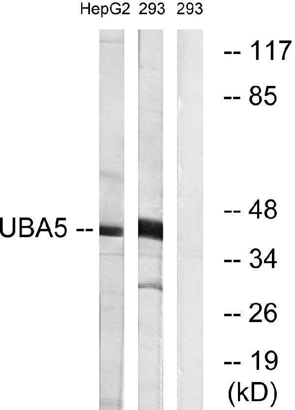 a06385 uba5 primary antibodies wb testing 3