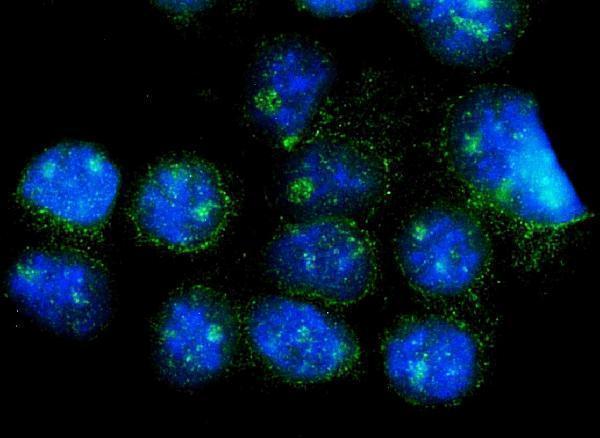 a06387 1 cisd2 primary antibodies if testing 5