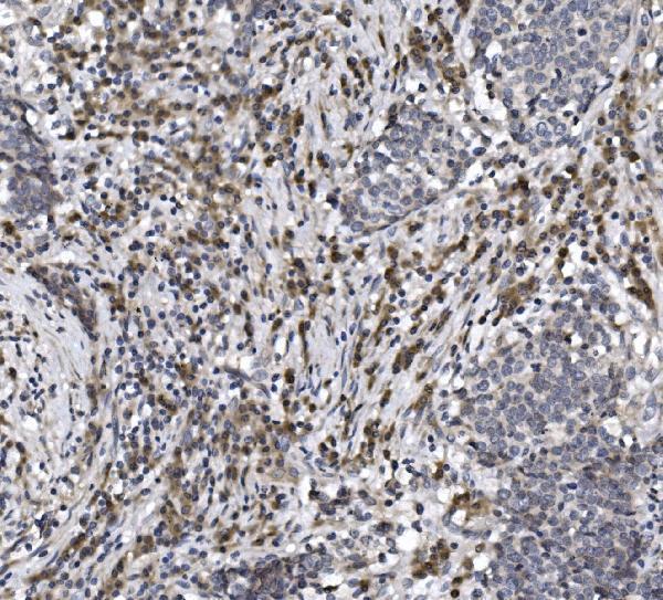  IHC analysis of CISD2 using anti-CISD2 antibody (A06387-1)