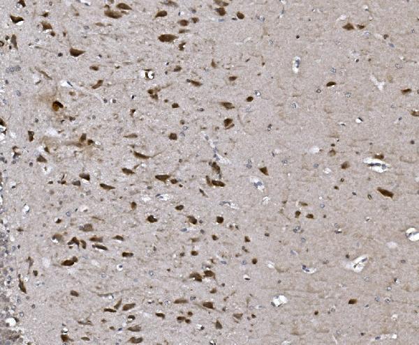 a06387 1 cisd2 primary antibodies ihc testing 4