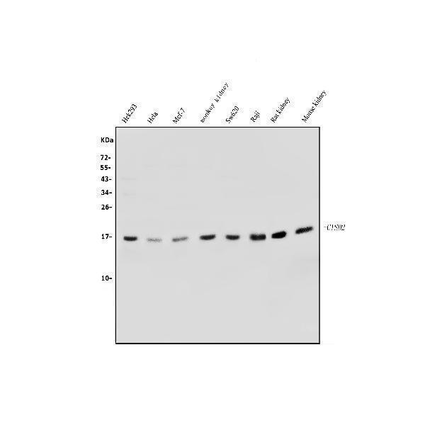  Western blot analysis of CISD2 using anti-CISD2 antibody (A06387-1)