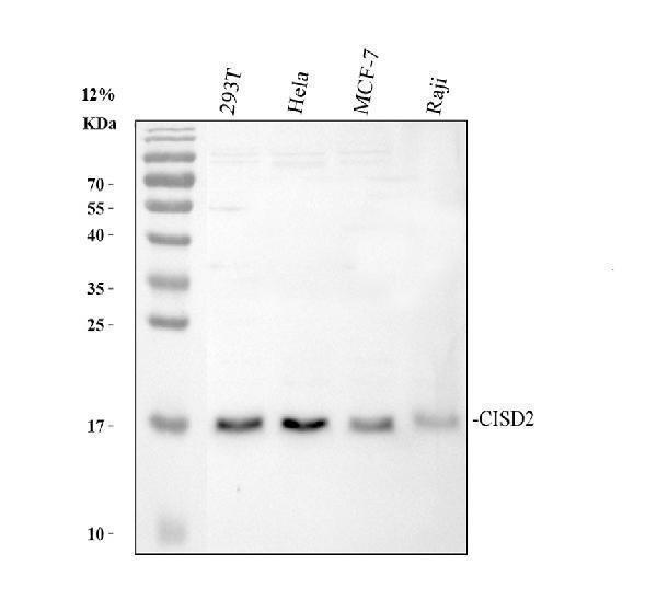 Western blot analysis of CISD2 using anti-CISD2 antibody (A06387-1)