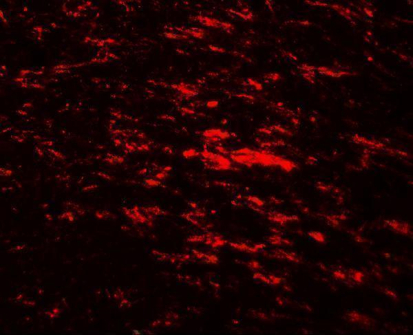 a06387 cisd2 primary antibodies if testing 3