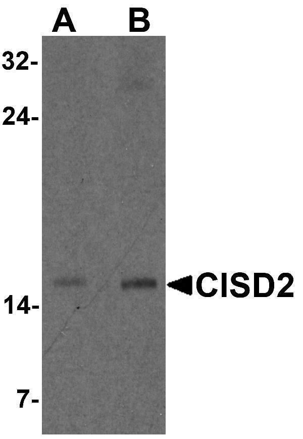 a06387 cisd2 primary antibodies wb testing 1
