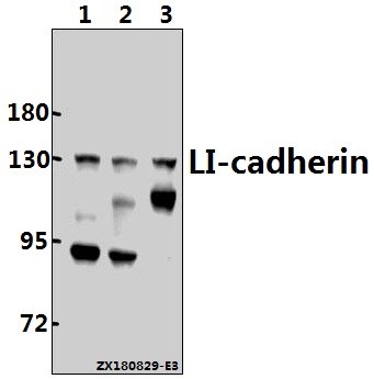 a06389t363 cdh17 primary antiboties wb testing 1