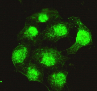 Immunofluorescence analysis of HeLa cells using PPX Monoclonal Antibody