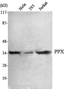 Western Blot analysis using PPX Monoclonal Antibody against HeLa, 293, Jurkat cell lysate