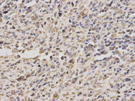 Immunohistochemistry of paraffin-embedded rat liver using PPP4C antibody  at dilution of 1:100 