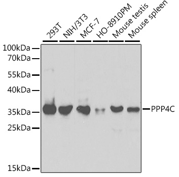 Western blot analysis of extracts of various cell lines, using PPP4C antibody  at 1:1000 dilution
