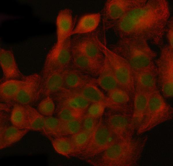  IF analysis of NUP155 using anti-NUP155 antibody (A06391-2) and anti-Beta Tubulin antibody (M01857-3)