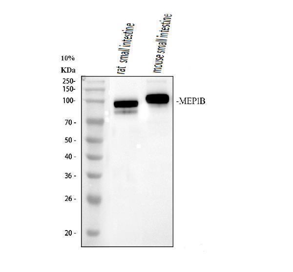 a06392 1 mep1b primary antibodies wb testing 1_1