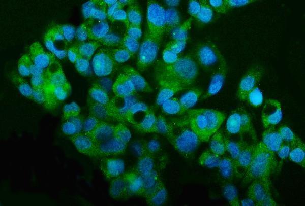  IF analysis of MT2-MMP/MMP15 using anti-MT2-MMP/MMP15 antibody (A06396-1)