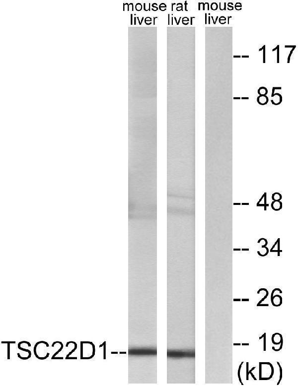 a06397 1 tsc22d1 primary antibodies wb testing 3