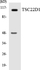 a06397 1 tsc22d1 primary antibodies wb testing 4