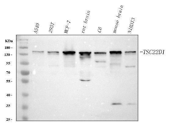 a06397 2 tsc22d1 primary antibodies wb testing 1