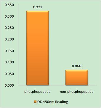 Enzyme-Linked Immunosorbent Assay (Phospho-ELISA) for Immunogen Phosphopeptide (Phospho-left) and Non-Phosphopeptide (Phospho-right), using CNOT2 (Phospho-Ser101) Antibody