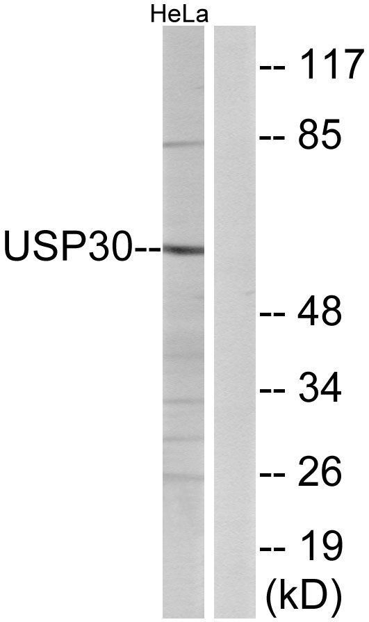 a06403 1 usp30 primary antibodies wb testing 1