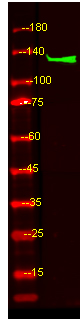 a06404 plcb4 primary antibodies wb testing 1