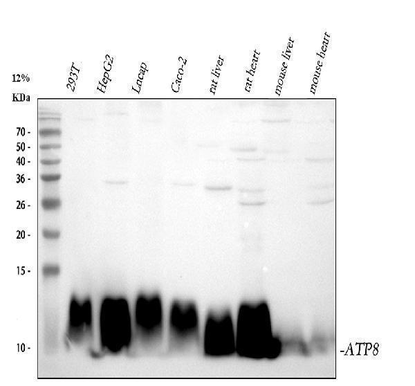 a06405 1 atp8 mt atp8 primary antibodies wb testing 1