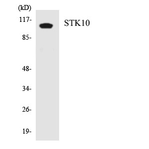 Western blot analysis of the lysates from HT-29 cells using STK10 antibody