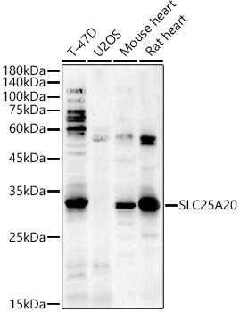 a06410 slc25a20 primary antiboties wb testing 1