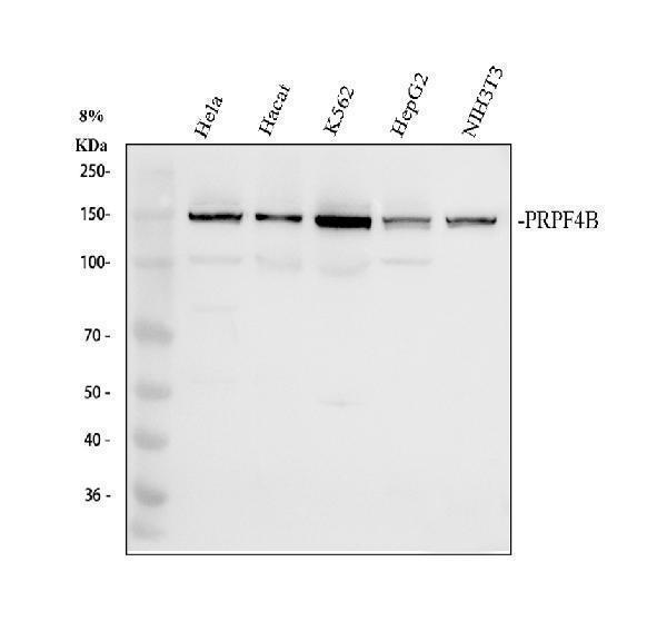a06415 2 prp4k primary antibodies wb testing 1