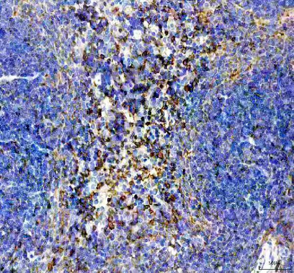 a06420 fcer1g primary antibodies ihc testing 3