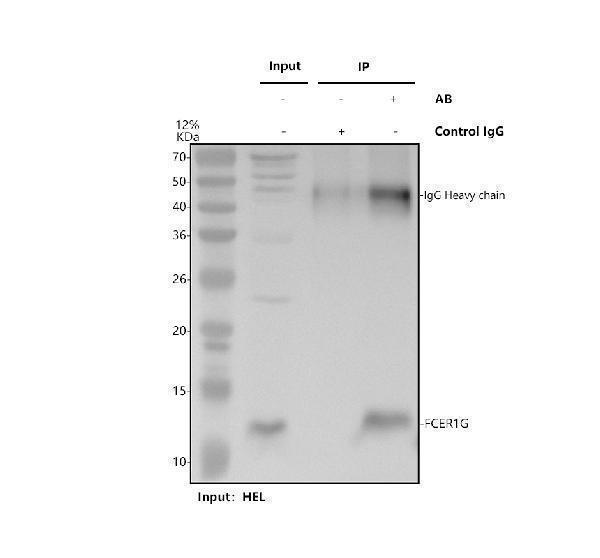 a06420 fcer1g primary antibodies ip testing 1